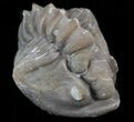 Bargain Enrolled Flexicalymene Trilobite - Ohio #40747-1
